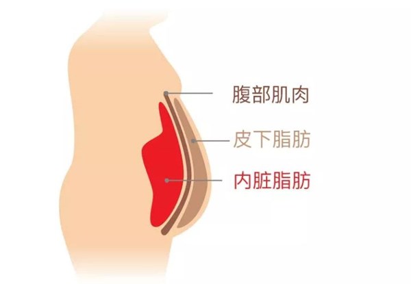 米兰(Milan)体育官方网站体育为您讲解:内脏脂肪要怎么减
